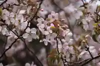 赤津稲荷神社の自然