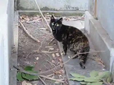 大報恩寺（千本釈迦堂）の動物