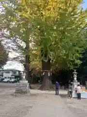 春日部八幡神社の自然