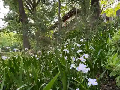 糀谷八幡宮(埼玉県)