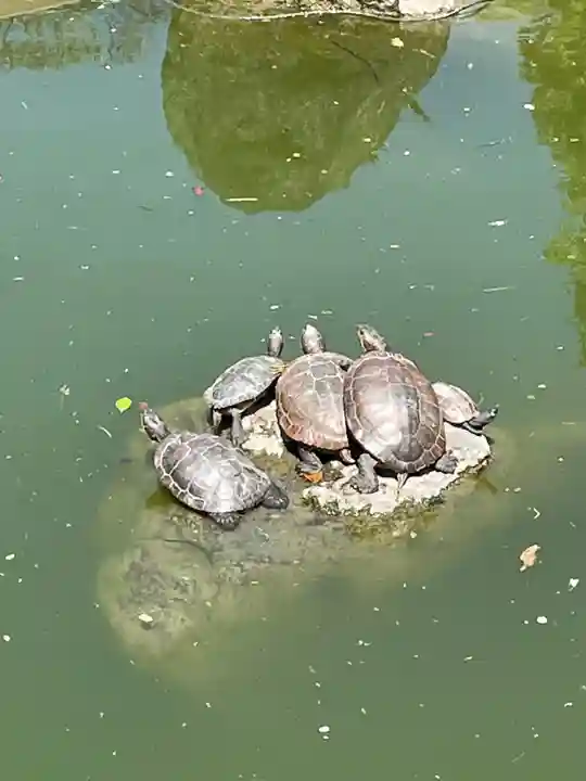 亀戸天神社(東京都)