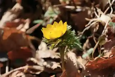 三渡神社の自然