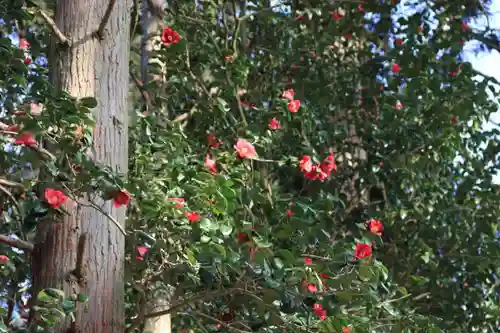 阿久津「田村神社」（郡山市阿久津町）旧社名：伊豆箱根三嶋三社の庭園