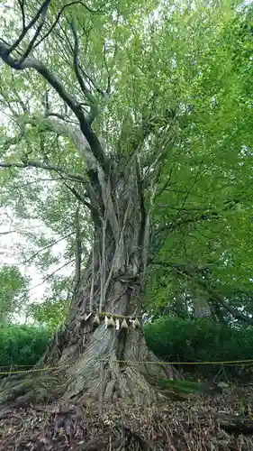 登米神社の自然