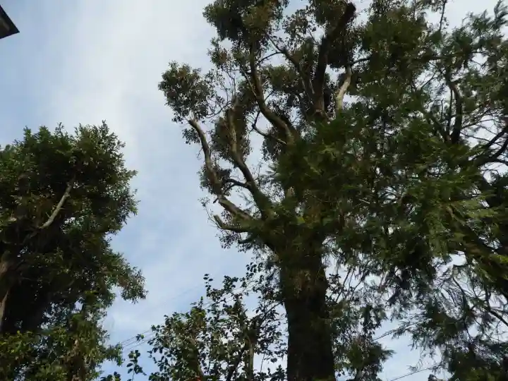 天之御中主神社の自然