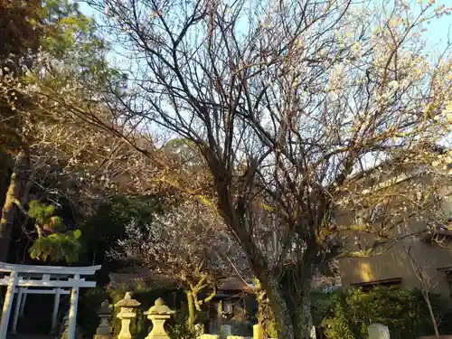 素鵞熊野神社の自然