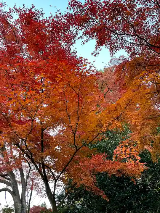 達磨寺(群馬県)