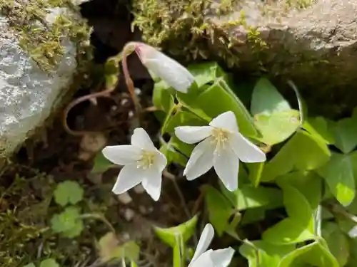 三千院門跡の自然