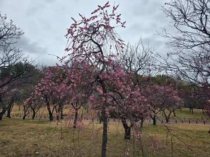 多治速比売神社(大阪府)