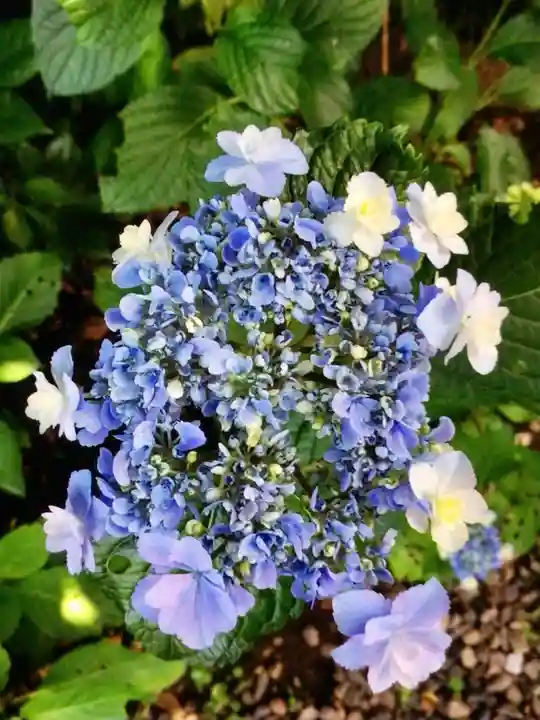 本郷氷川神社(東京都)