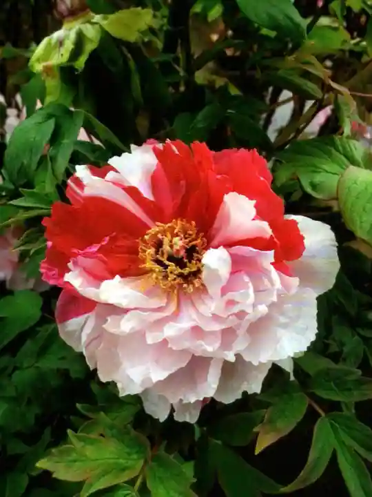 禅定院(東京都)