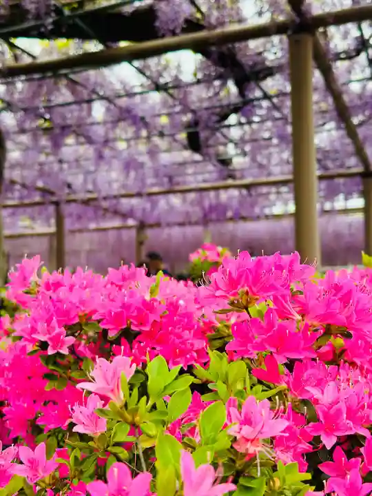 曼陀羅寺の自然