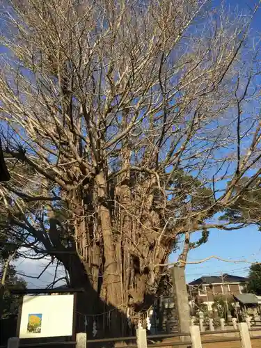 葛飾八幡宮の自然