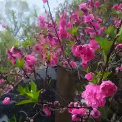 篠ｹ谷神社の自然