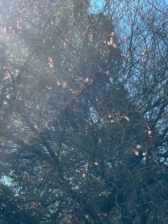 畑子安神社(千葉県)