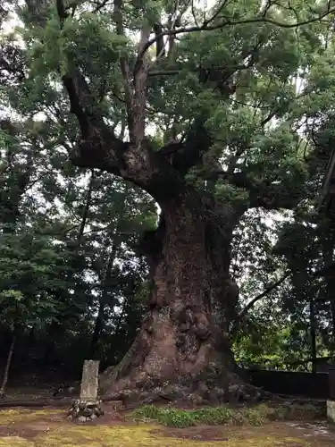 川津来宮神社の自然