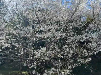 吉祥寺(岐阜県)