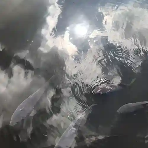 明治神宮の動物