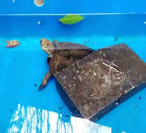 下谷神社(東京都)