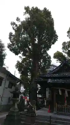 高瀬神社の自然
