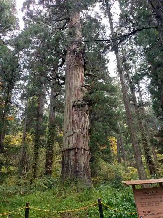 羽黒山五重塔(出羽三山神社)(山形県)