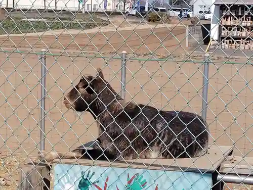 長良神社の動物