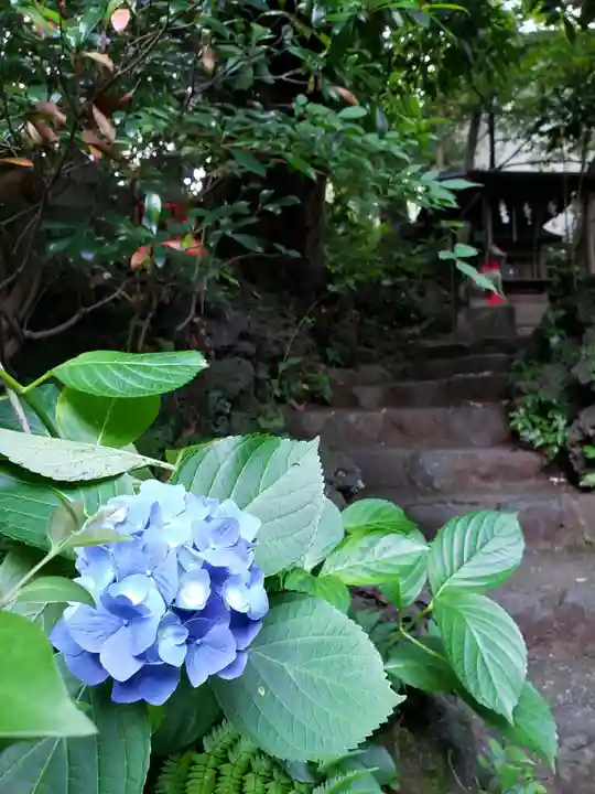 赤坂氷川神社の自然