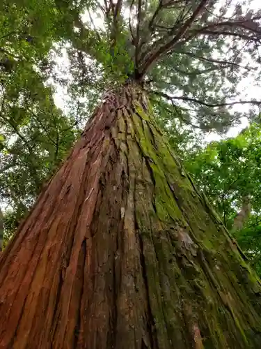 鹿島神宮の自然