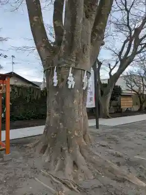 乃木神社の{uncategorized: "未分類", other: "その他", undefined: "問題あり", building: "その他建物", grave: "お墓", sacred_gate: "鳥居", guardian: "狛犬", statue: "像", buddha: "仏像", history: "歴史", nature: "自然", garden: "庭園", animal: "動物", pagoda: "塔", temizu: "手水舎", mountain_gate: "山門・神門", sanctuary: "本殿・本堂", subordinate: "末社・摂社", art: "芸術", scenery: "景色", jizo: "地蔵", ema: "絵馬", goshuin: "御朱印", omikuji: "おみくじ", items: "授与品その他", amulet: "お守り", goshuincho: "御朱印帳", eats: "食事", festival: "お祭り", votive_dance: "神楽", shichigosan: "七五三参", wedding: "結婚式", experience: "体験その他", initially: "初詣", around: "周辺", anti_infection: "感染症対策"}