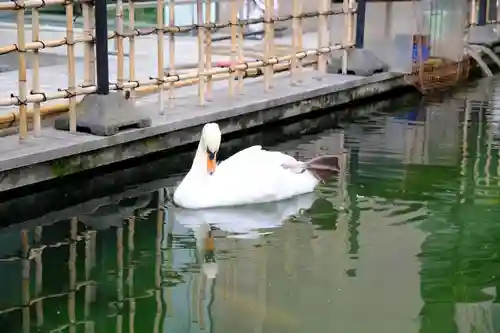 頂法寺（六角堂）の動物