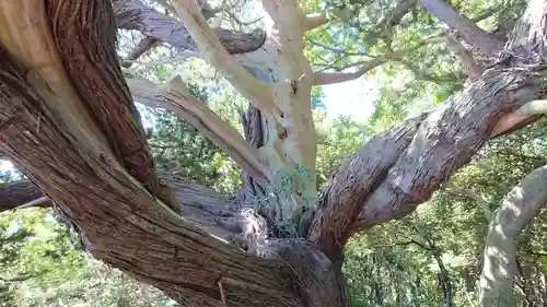 大瀬神社の自然