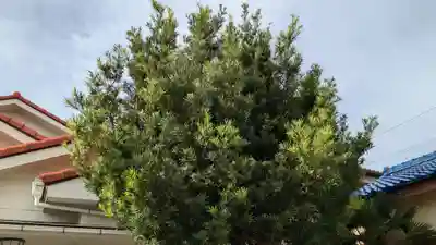 震災観音堂の自然