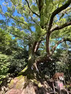 壺井八幡宮(大阪府)