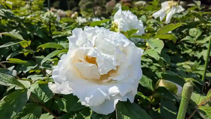 金蛇水神社(宮城県)