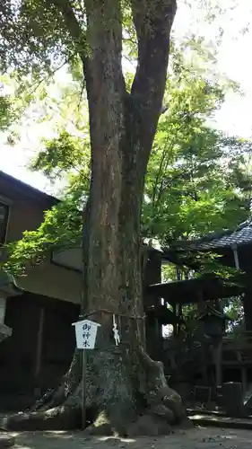 小芝八幡宮の自然