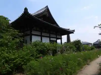 般若寺 ❁﻿コスモス寺❁(奈良県)