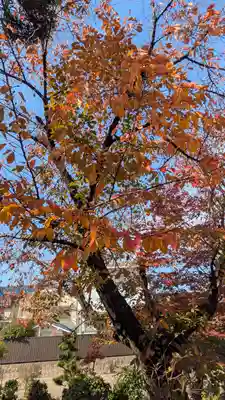 墨染寺(桜寺)(京都府)