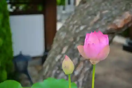 法源寺(山梨県)