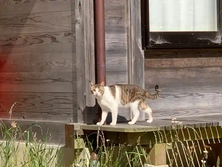 八幡神社の動物