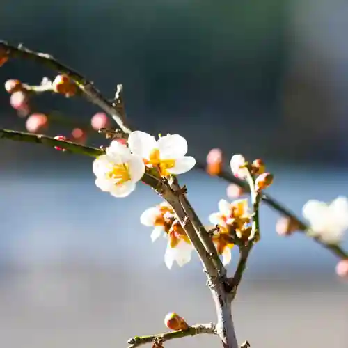 諫早神社（九州総守護  四面宮）の御朱印