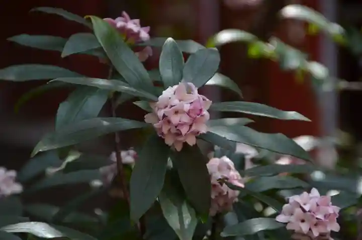 三崎稲荷神社の自然