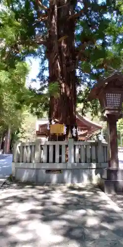 諏訪大社下社秋宮の自然