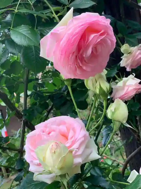 曽我浅間神社の自然