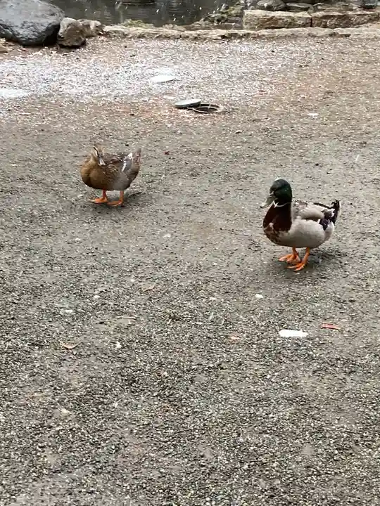 平塚八幡宮の動物