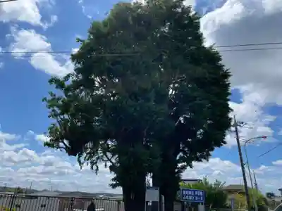 依知神社の自然