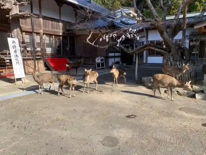 金華山黄金山神社(宮城県)