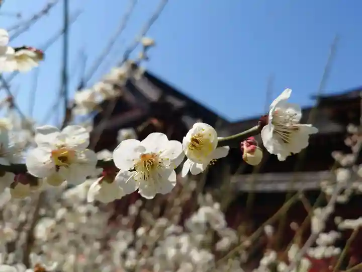 古尾谷八幡神社の自然