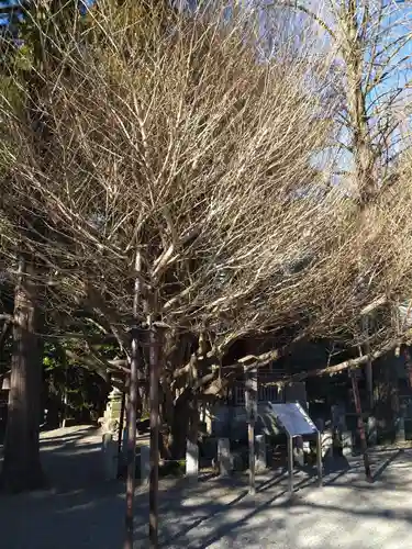 秩父神社の自然