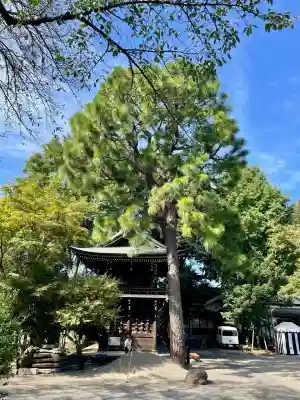 大円寺(東京都)