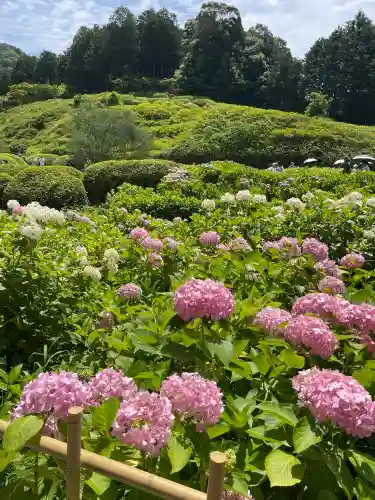 三室戸寺の{uncategorized: "未分類", other: "その他", undefined: "問題あり", building: "その他建物", grave: "お墓", sacred_gate: "鳥居", guardian: "狛犬", statue: "像", buddha: "仏像", history: "歴史", nature: "自然", garden: "庭園", animal: "動物", pagoda: "塔", temizu: "手水舎", mountain_gate: "山門・神門", sanctuary: "本殿・本堂", subordinate: "末社・摂社", art: "芸術", scenery: "景色", jizo: "地蔵", ema: "絵馬", goshuin: "御朱印", omikuji: "おみくじ", items: "授与品その他", amulet: "お守り", goshuincho: "御朱印帳", eats: "食事", festival: "お祭り", votive_dance: "神楽", shichigosan: "七五三参", wedding: "結婚式", experience: "体験その他", initially: "初詣", around: "周辺", anti_infection: "感染症対策"}
